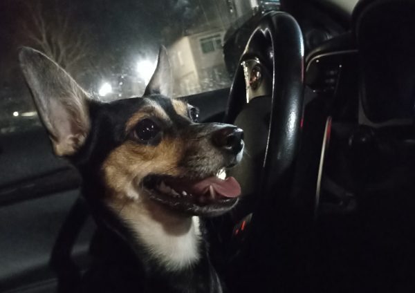 Юрист Билялова напомнила о штрафах за неправильную перевозку животных